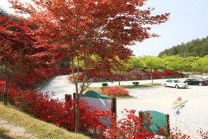 봄 구수곡휴양림