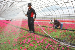 꽃묘 생산장-행곡시설하우스