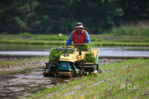 모내기