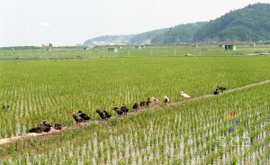 부군수 읍면 순시