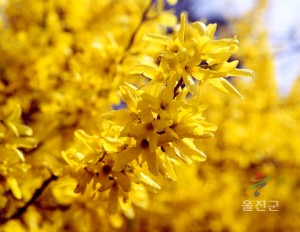 개나리