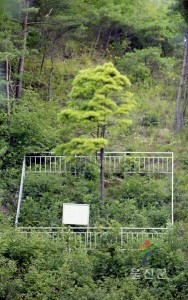 덕구온천전경, 덕구계곡, 도화동산, 황금소나무