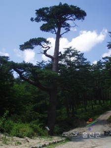 소나무