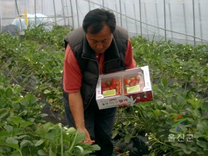 울진 키토산딸기