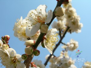 매화꽃