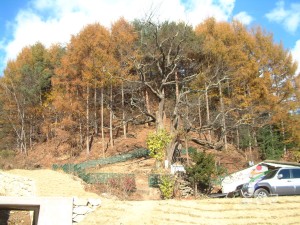 쌍전리 산돌배나무
