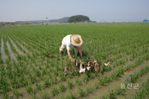 오리농업