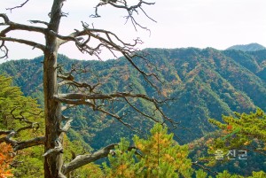 가을응봉산