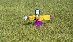 친환경 벼 수매