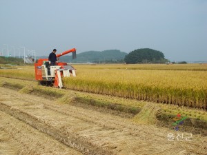 벼작업