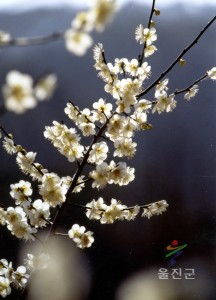 매화꽃