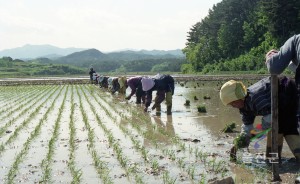 모심는 광경