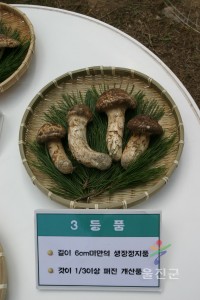 제5회 울진송이축제_송이생태관