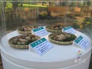 2005 울진송이축제 송이생태 관찰장