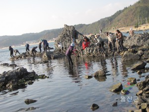 미역 갯바위닦기