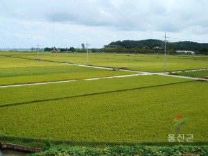 수산 들판 사진
