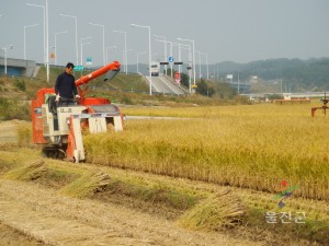 벼베기 작업