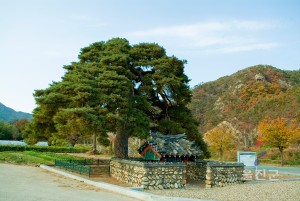 보호수