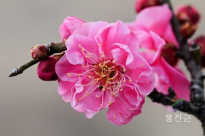 매화