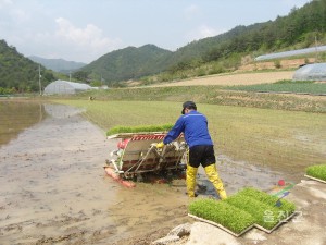 모내기(금강송면,월송)