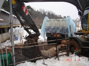 살처분