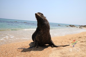 물개사진