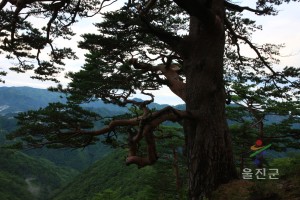 대왕소나무 여름