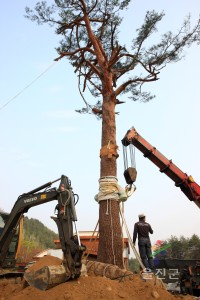 300년 소나무 심기